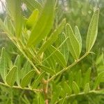 Virgilia oroboides Leaf