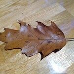 Quercus rubra Leaf