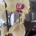 Phalaenopsis spp.花