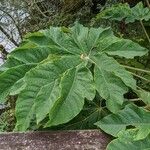 Tetrapanax papyrifer 叶