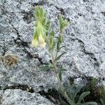 Onosma pseudoarenaria Foglia