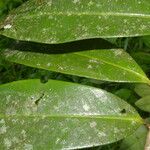 Ardisia standleyana Hoja