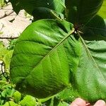 Terminalia catappa 叶