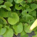 Centella asiatica Blad