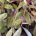 Aeschynanthus longicaulis Leaf