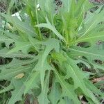 Lactuca canadensis Leaf