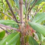 Bruguiera gymnorhiza Casca