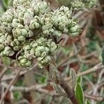 Viburnum lantana Цвят