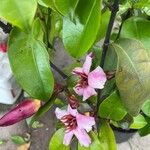 Strophanthus gratus Hoja