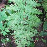 Dryopteris carthusiana برگ