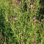 Epilobium hirsutum Habitat