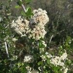 Ceanothus cuneatus Floare