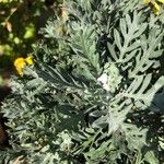 Euryops pectinatus Folio