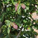 Parrotia subaequalis Hoja