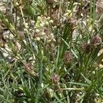 Plantago sempervirens Habit