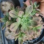 Aeonium leucoblepharum Folha