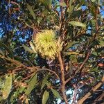 Eucalyptus lehmannii ফুল