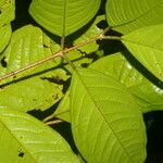 Plinia guanacastensis Levél