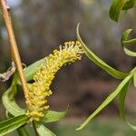 Salix babylonica Fiore