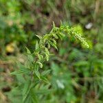 Solidago rugosa Kvet