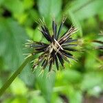 Cosmos diversifolius Fruto