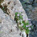 Globularia incanescens Blüte