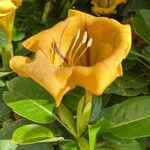 Solandra maxima Květ