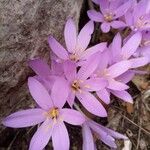Colchicum cupanii Kvet