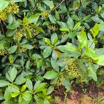 Rhizophora racemosa Лист