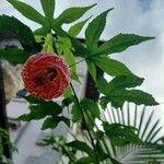 Abutilon pictum Цветок