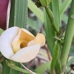 Vigna luteola Floro