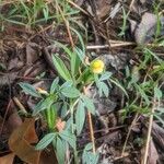 Stylosanthes fruticosa Blatt