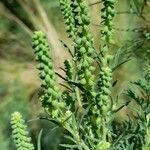 Ambrosia artemisiifolia Цвят