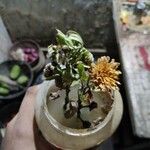 Chrysanthemum × grandiflorum Blomst