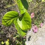 Canavalia rosea 葉