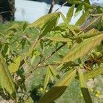 Acer triflorum Levél
