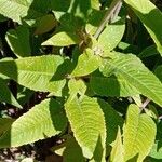 Monarda fistulosa Blatt