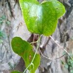 Smilax canariensisLeaf