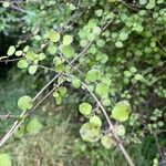 Coprosma rotundifolia Yaprak