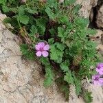 Erodium acaule Flor