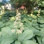 Rodgersia aesculifolia BatalinΛουλούδι