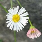 Erigeron karvinskianus Λουλούδι
