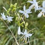 Anthericum ramosum Fula