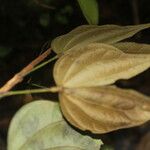 Schnella guianensis Fruit