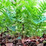 Polypodium interjectum ശീലം