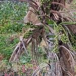 Howea belmoreana Tunda