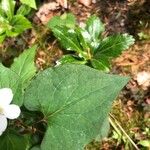 Houttuynia cordata ഇല