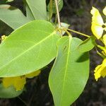 Stigmaphyllon ellipticum Flower