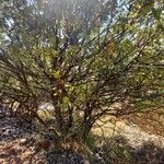 Celtis australis Yeri