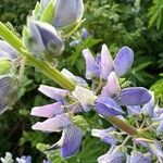 Lupinus nootkatensis Cvijet